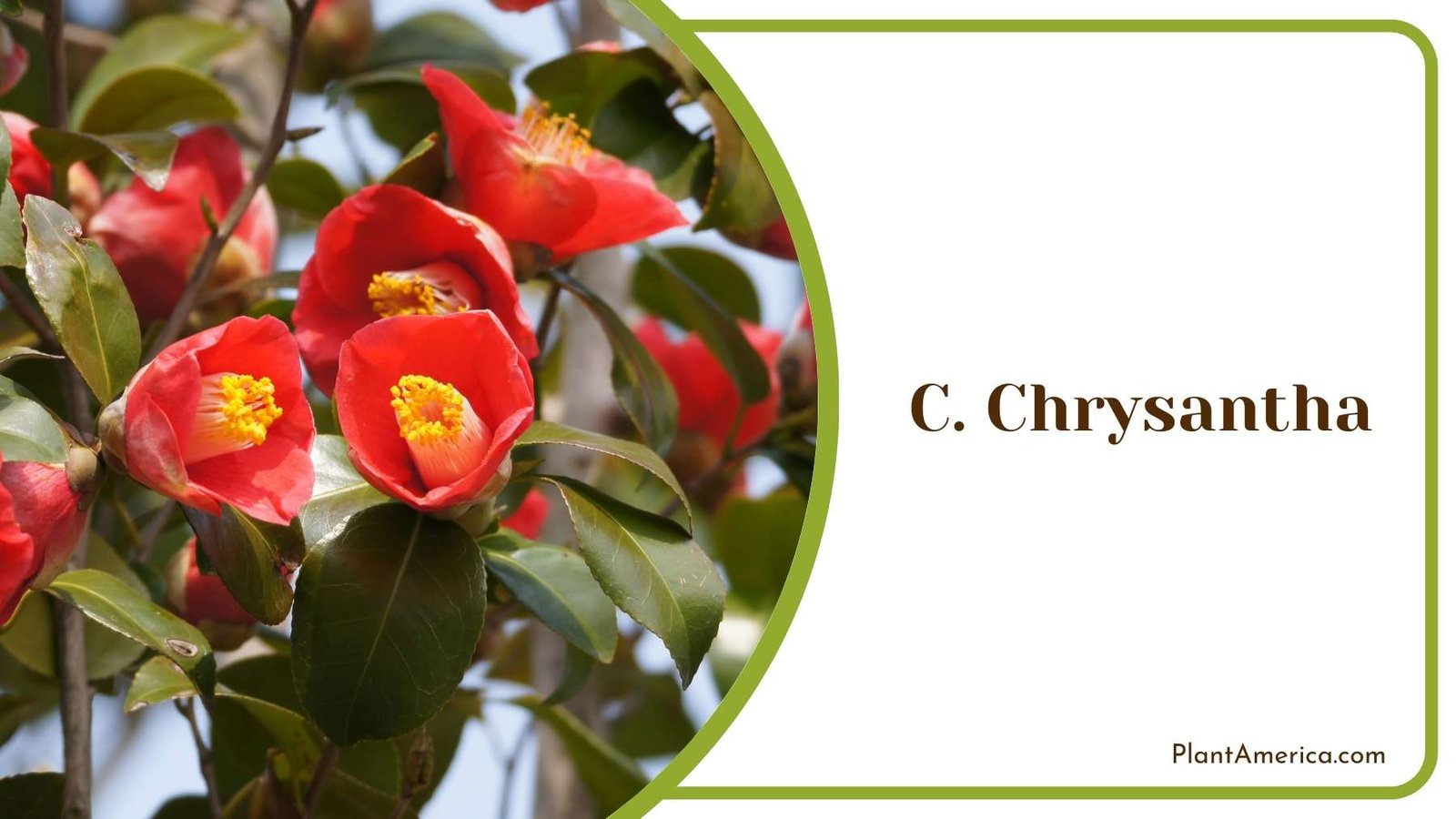 C Chrysantha Flowers Plant America C Chrysantha Flowers Plant America