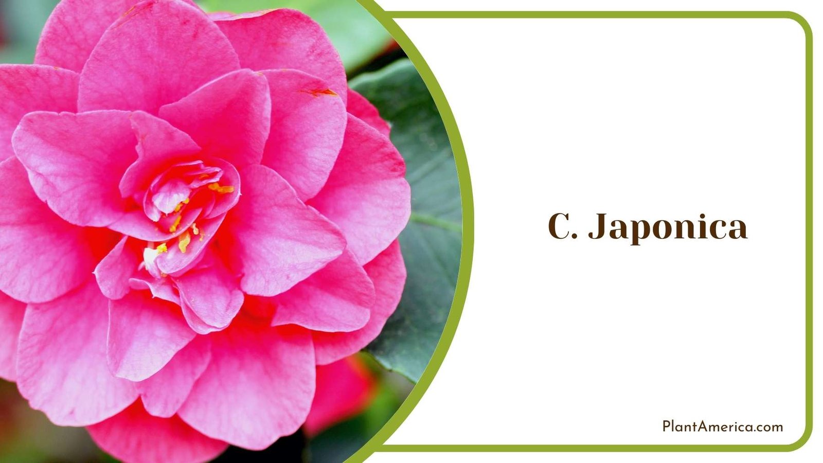 C Japonica Plant Plant America C Japonica Plant Plant America