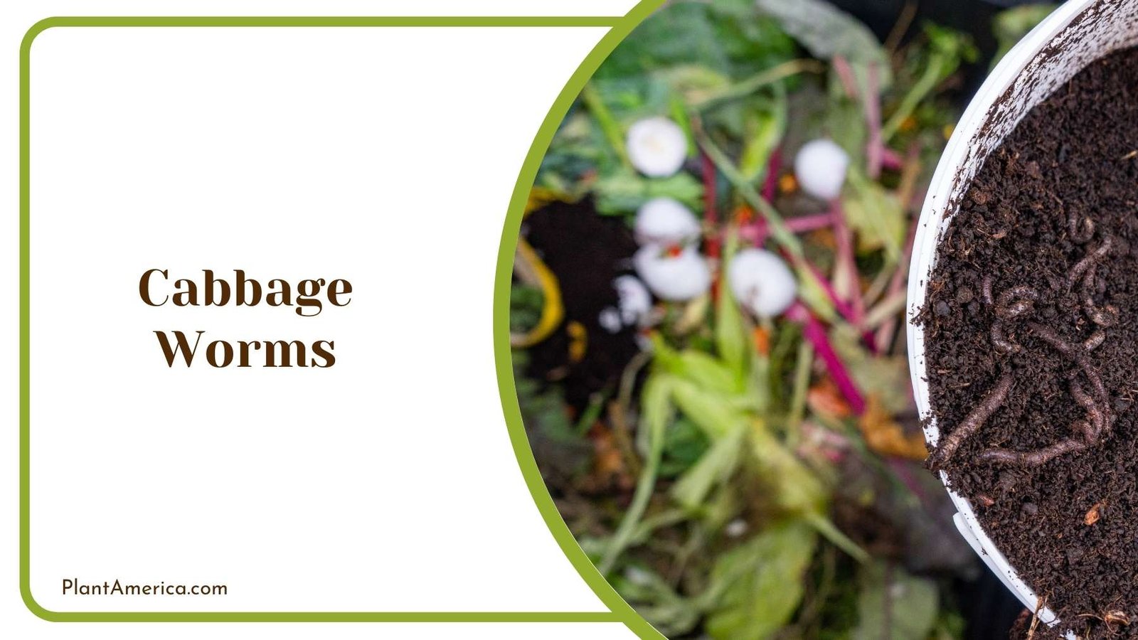 Cabbage Worms In a Pot Plant America Cabbage Worms In a Pot Plant America