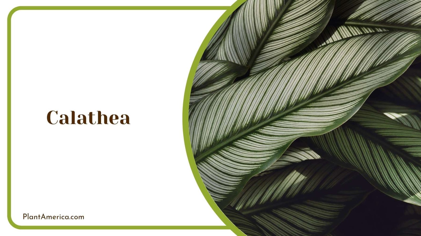 Calathea Close Up Plant America Calathea Close Up Plant America