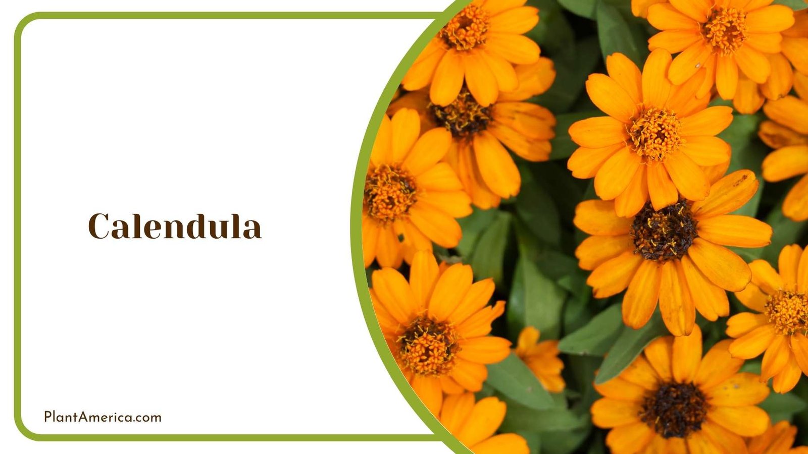 Calendula Details Plant America