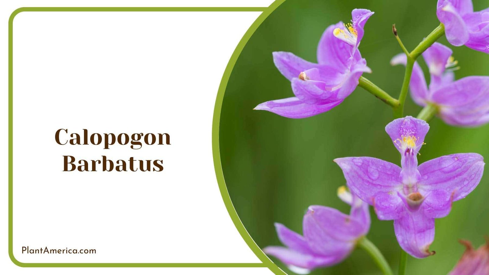 Calopogon Barbatus Terrestrial Orchid Plant America