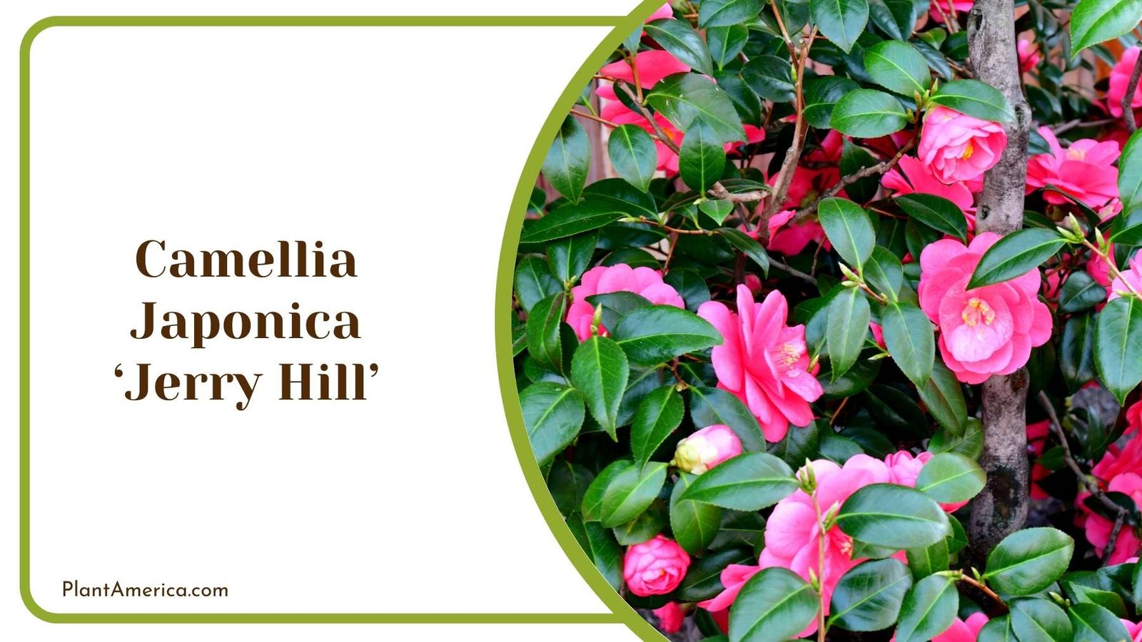 Camellia Japonica ‘Jerry Hill Bush Plant America