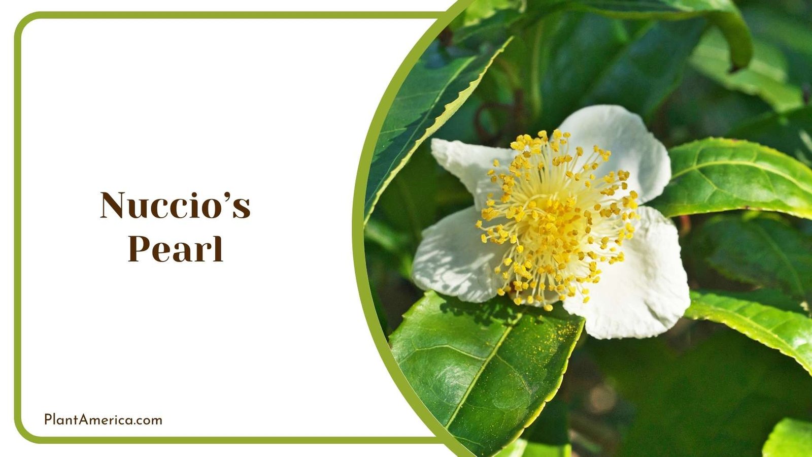 Camellia Nuccios Pearl Plant Plant America
