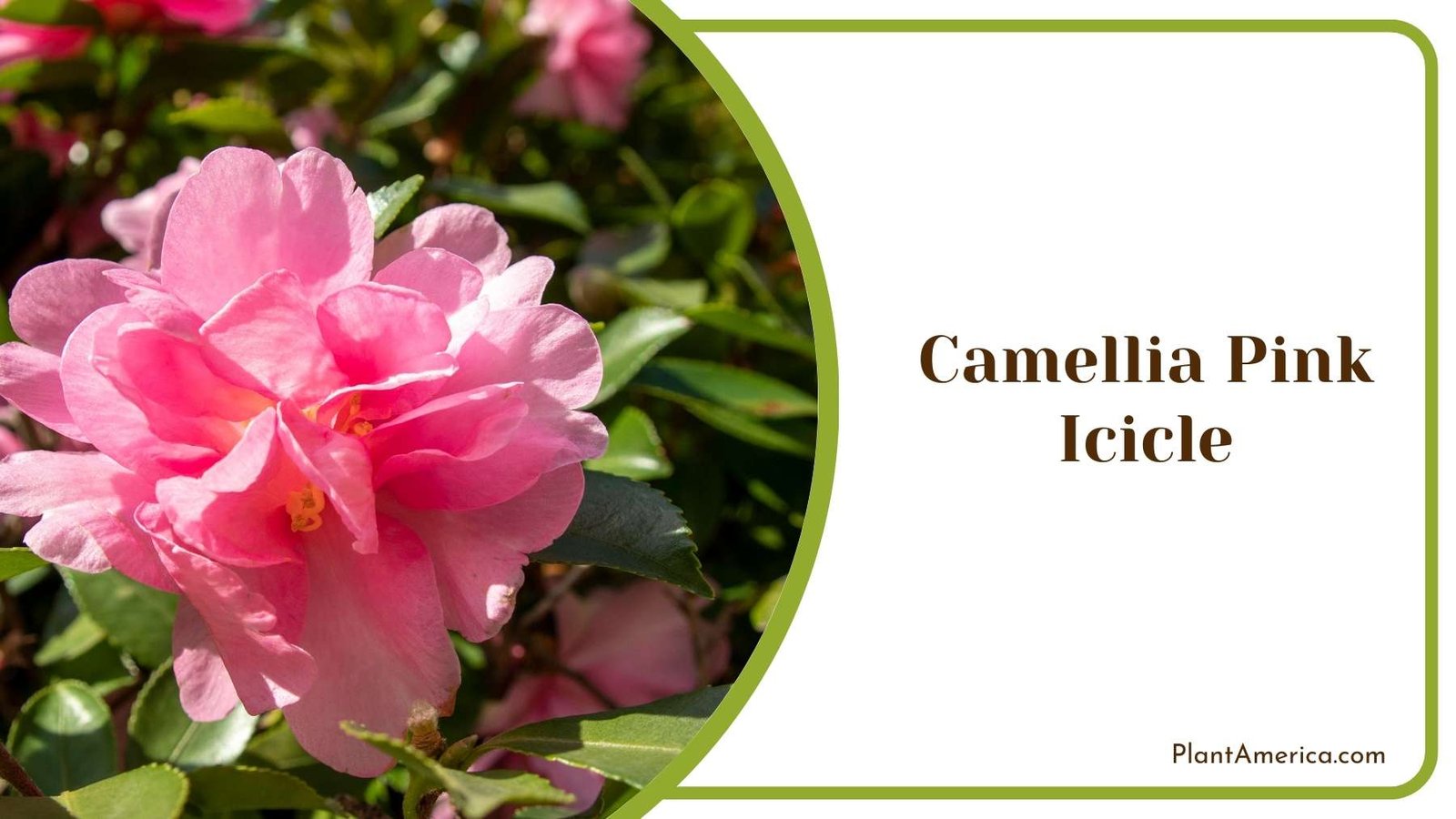 Camellia Pink Icicle Picture Plant America