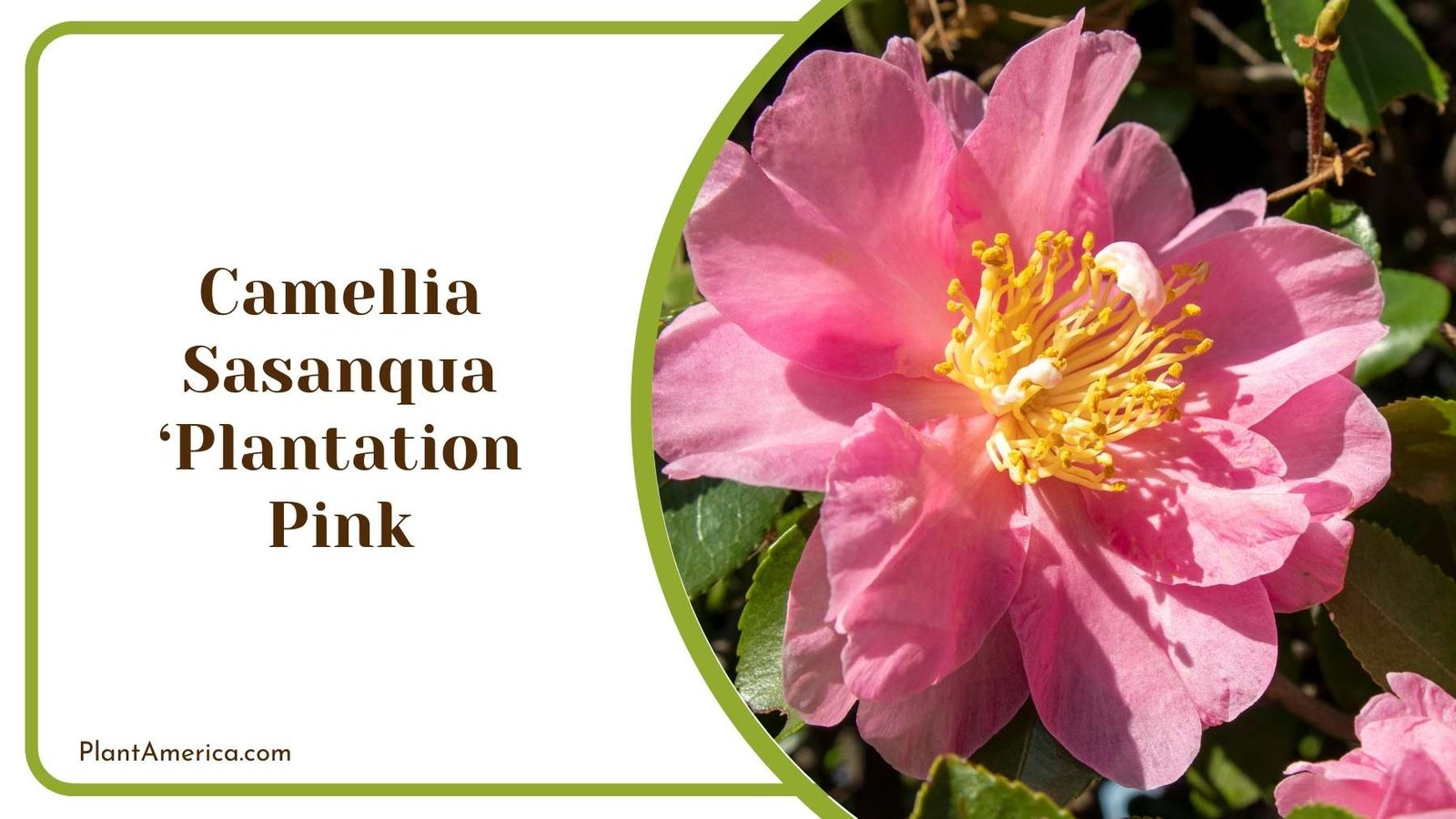 Camellia Sasanqua ‘Plantation Pink Close Up Plant America