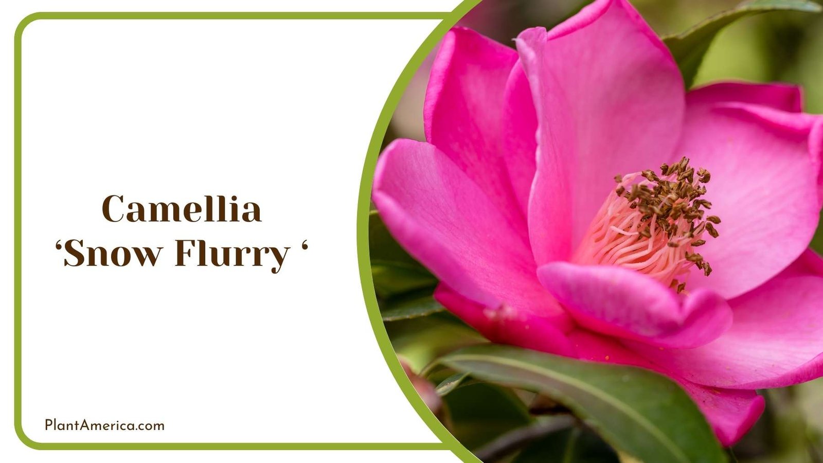 Camellia Snow Flurry Close Up Plant America