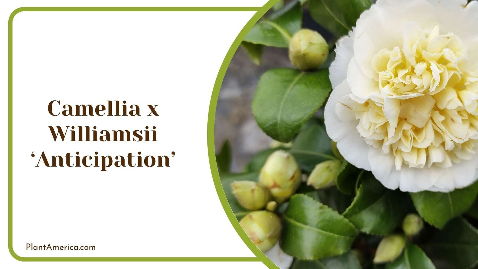 Camellia x Williamsii ‘Anticipation Closer Look Plant America
