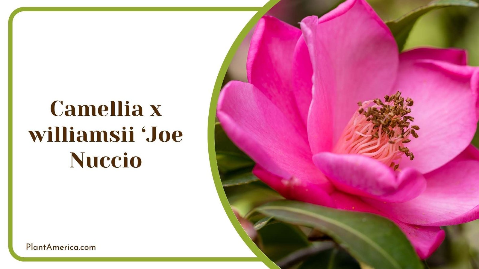 Camellia x williamsii ‘Joe Nuccio Close Up Plant America