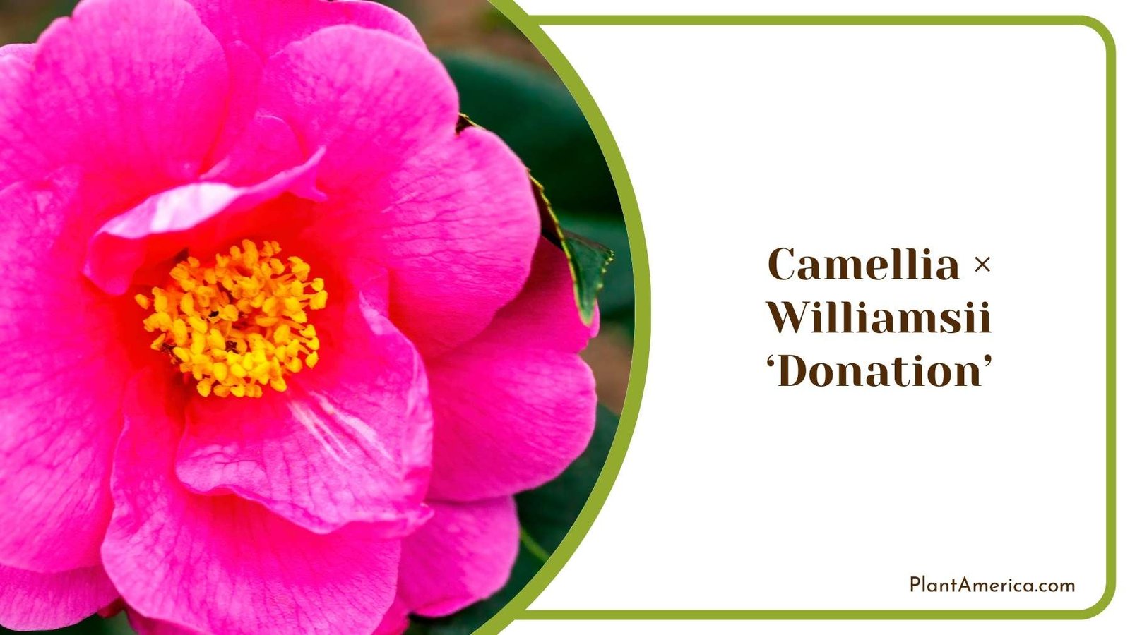 Camellia × Williamsii ‘Donation In an Image Plant America