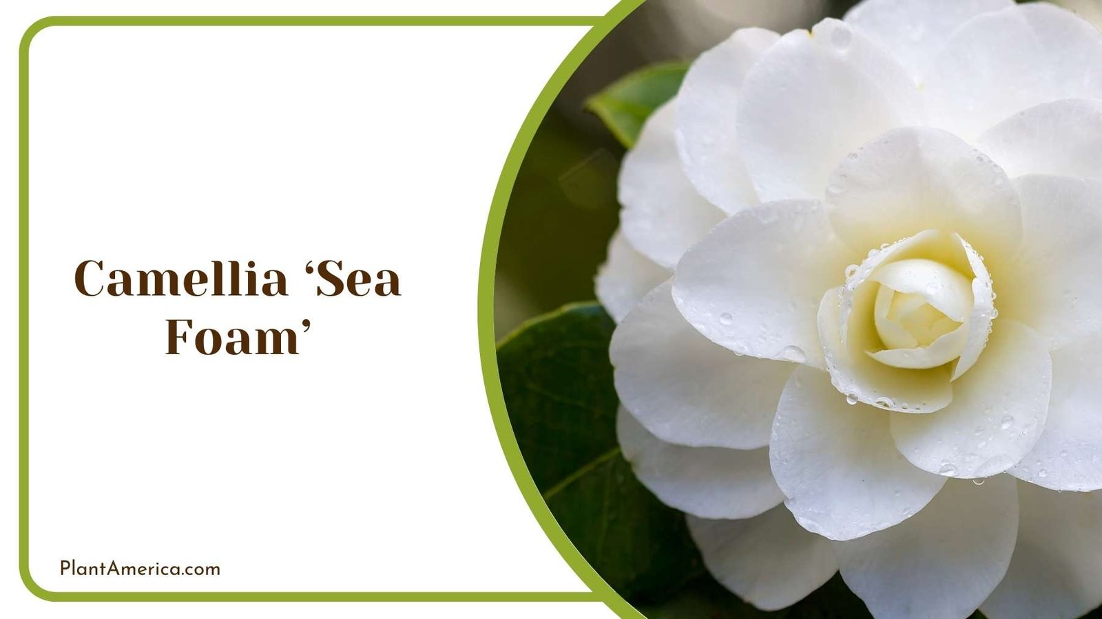 Camellia ‘Sea Foam Closer Look Plant America
