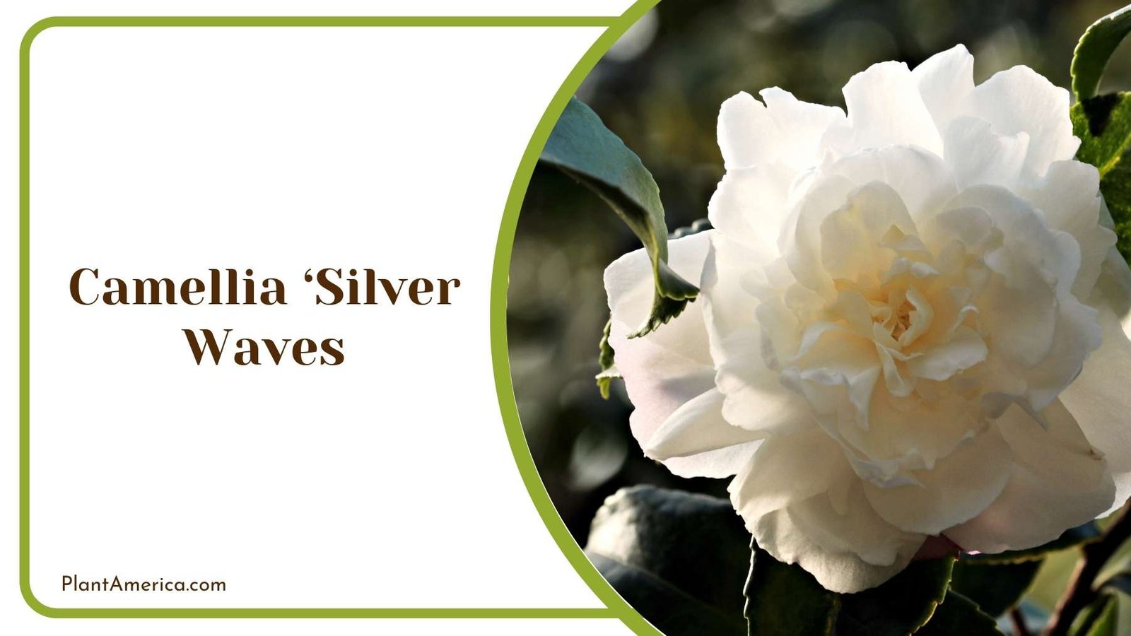 Camellia ‘Silver Waves Close Up Plant America