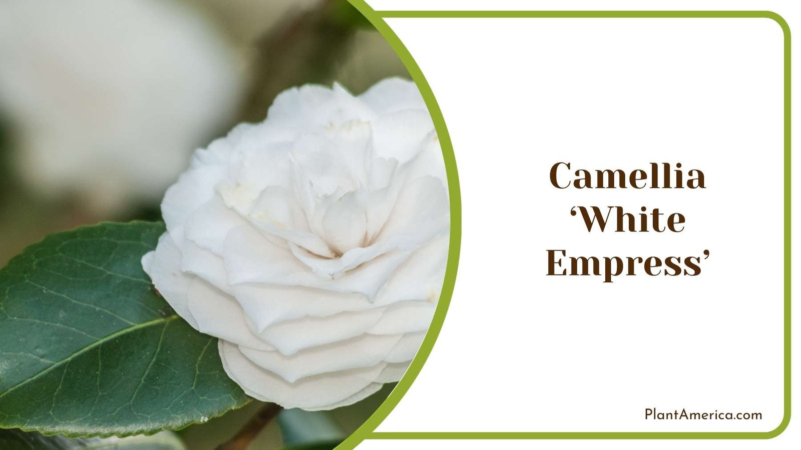 Camellia ‘White Empress Flowers Plant America