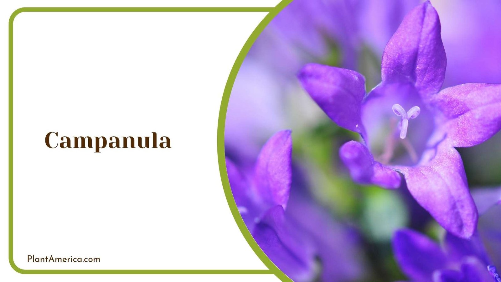 Campanula In Jungles Plant America Campanula In Jungles Plant America