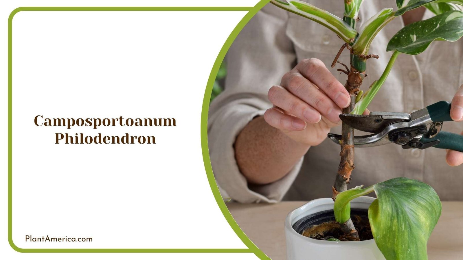 Camposportoanum Philodendron While Pruning Plant America