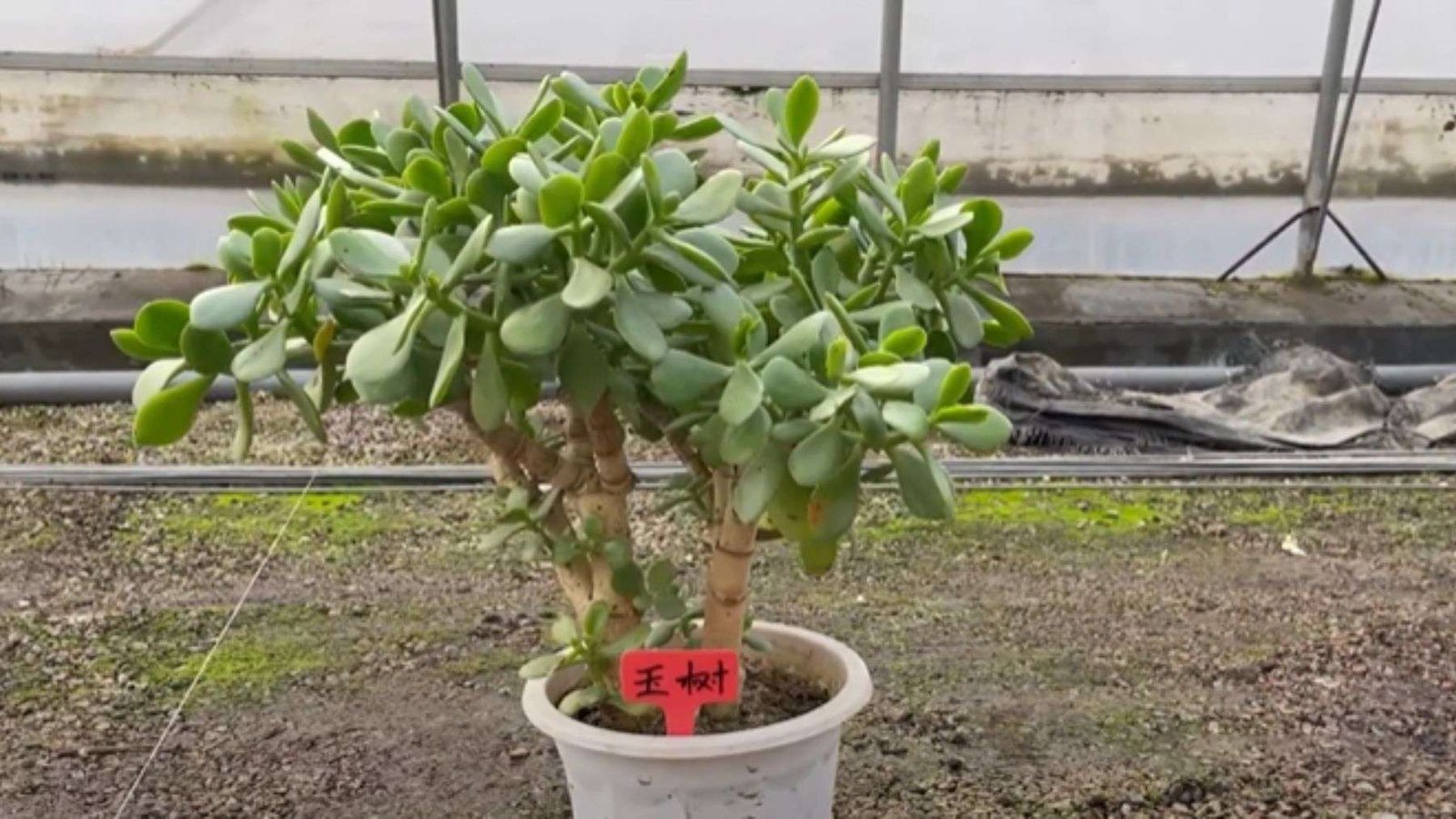 Carbon Dioxide Absorption Ability of Crassula ovata Plant America