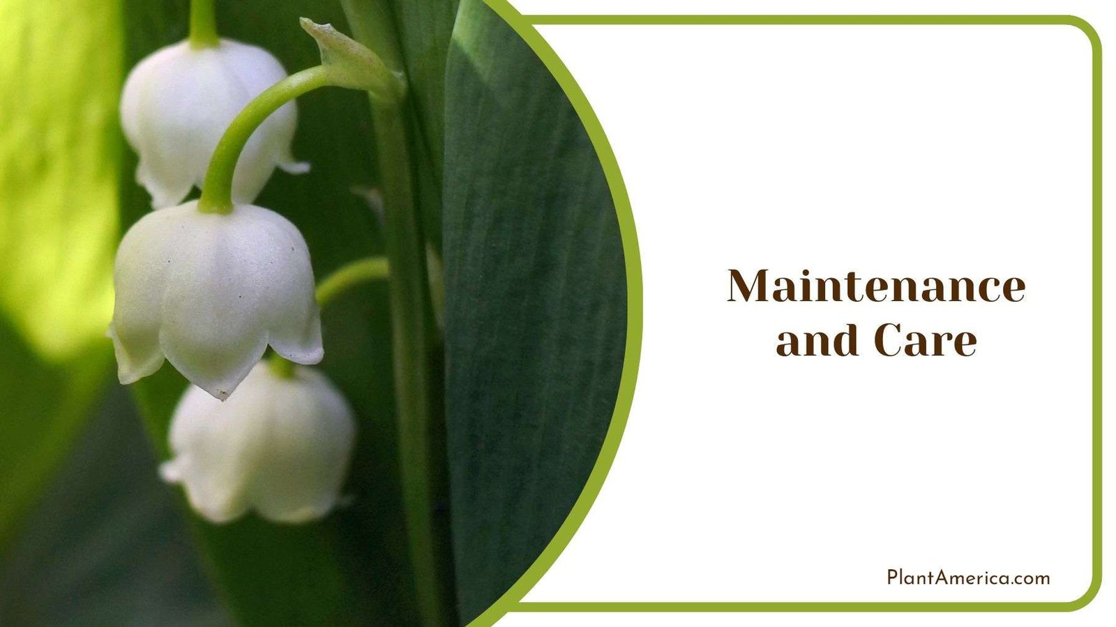 Care for Lily of the Valley