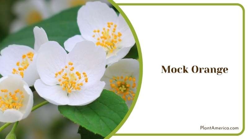 Care for Mock Orange Plant America