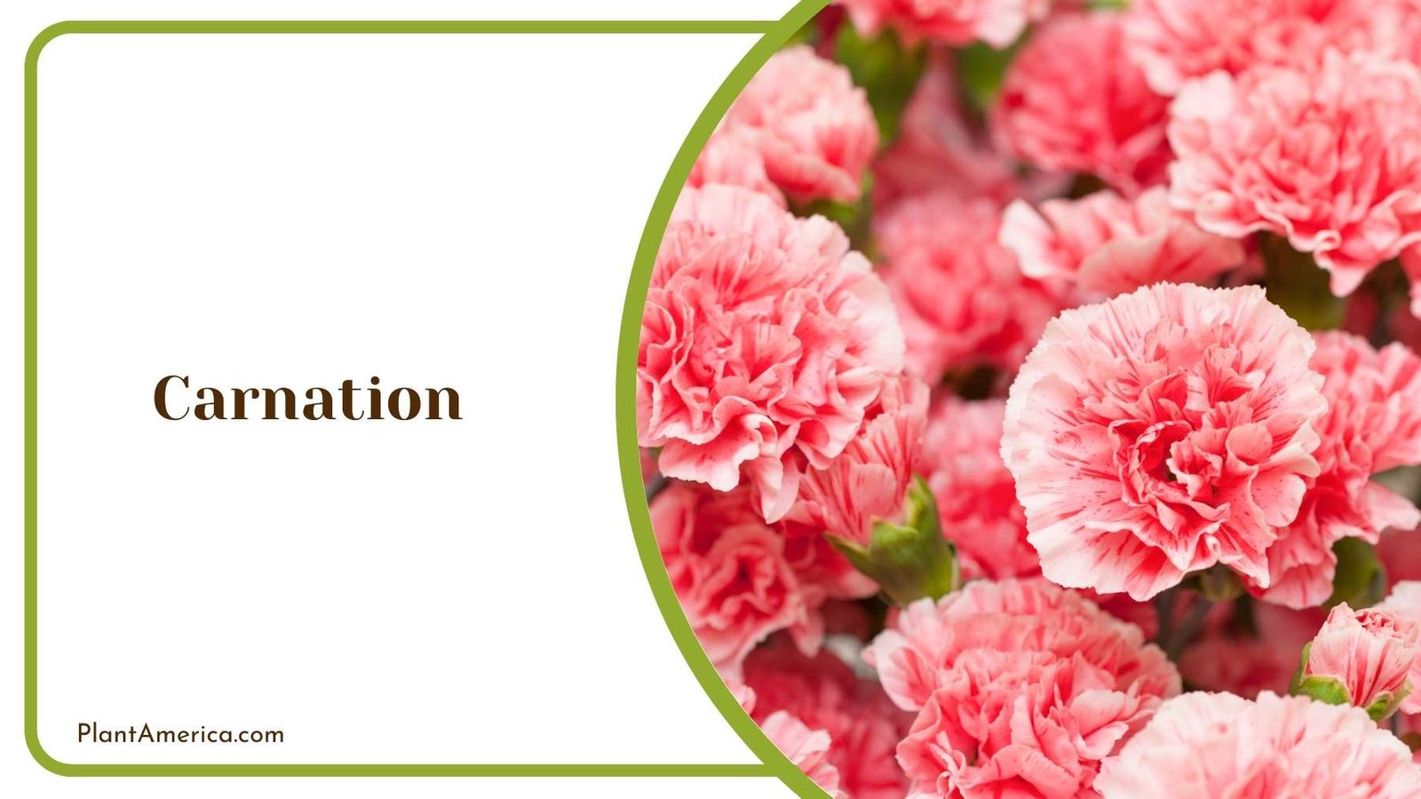 Carnation Details In a Garden Plant America