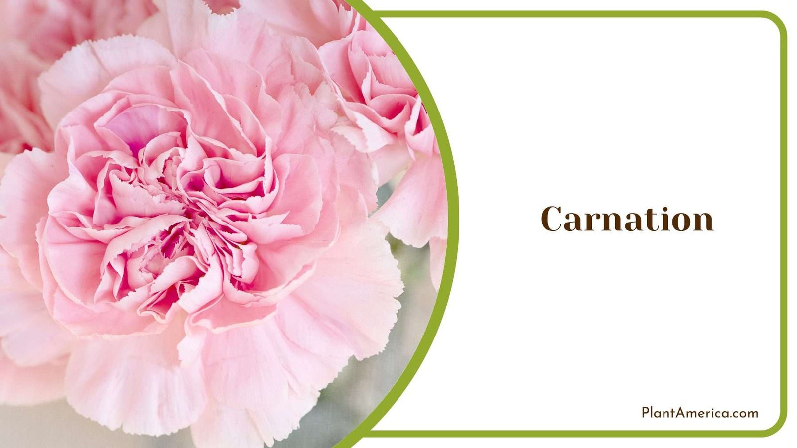 Carnation Plant Plant America