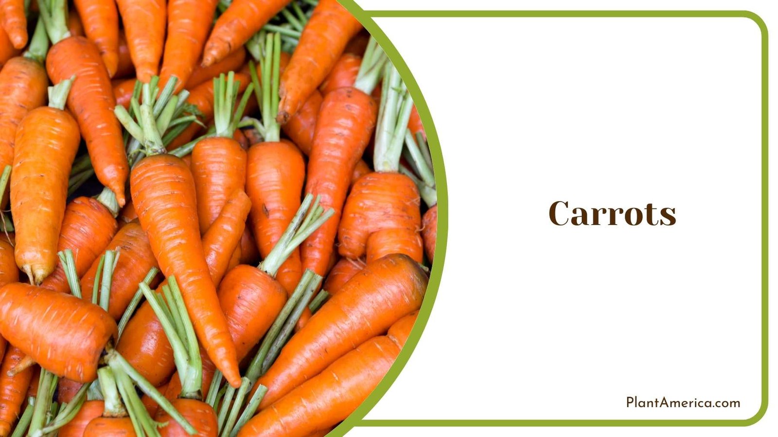 Carrots Plant America