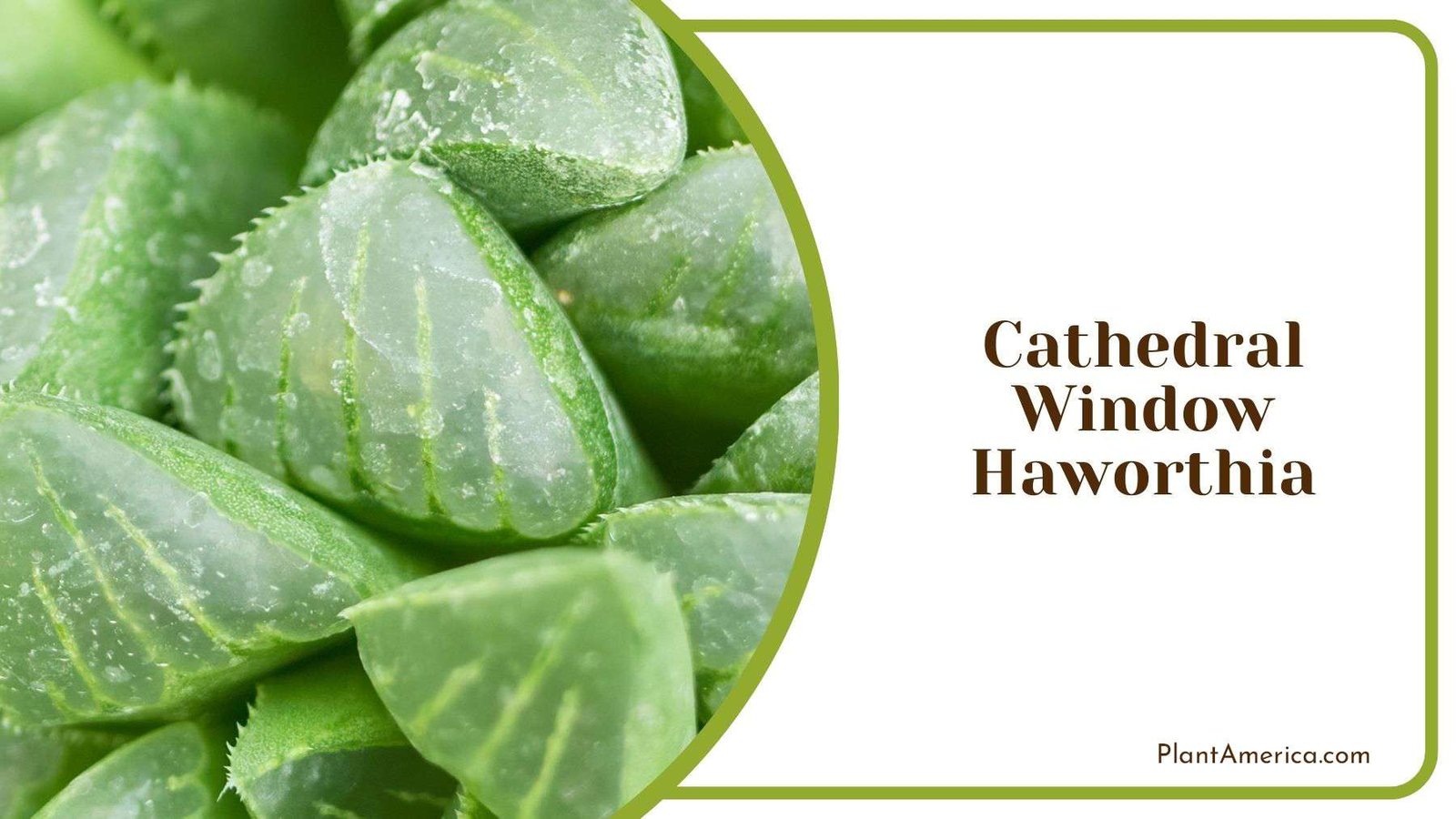 Cathedral Window Haworthia Care Tips Plant America