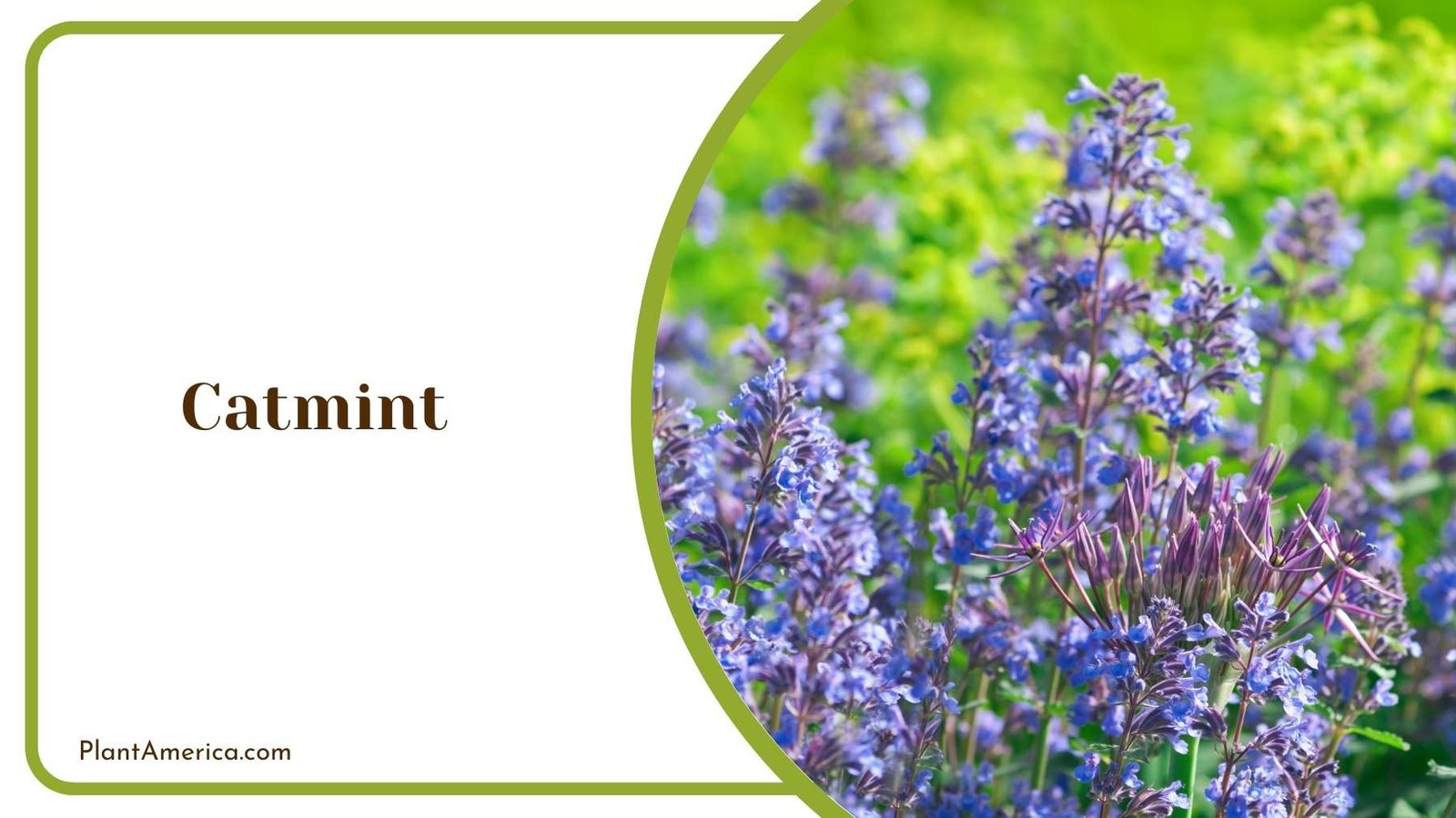 Catmint Blossom Flower Plant America