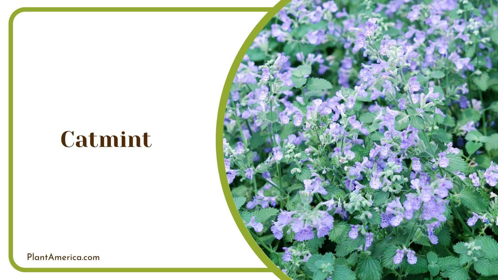 Catmint Plant On a Garden Plant America Catmint Plant On a Garden Plant America