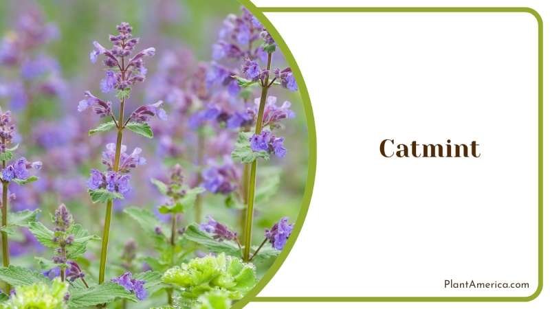 Catmint Tiny Purple Flowers Plant America Catmint Tiny Purple Flowers Plant America