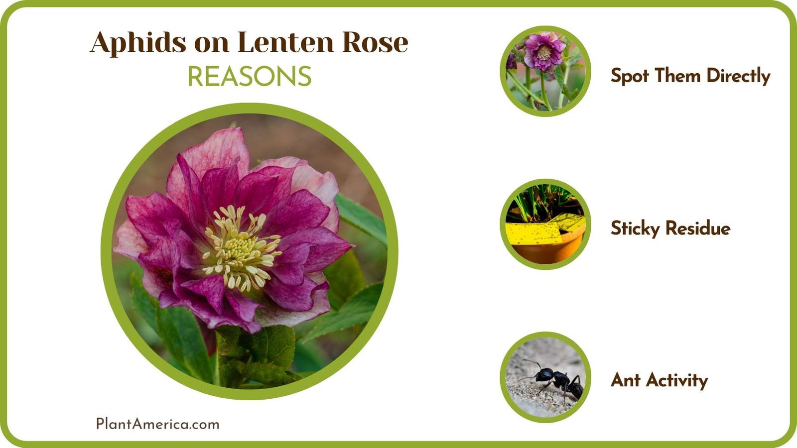 Cause of Aphids on Lenten Plant America