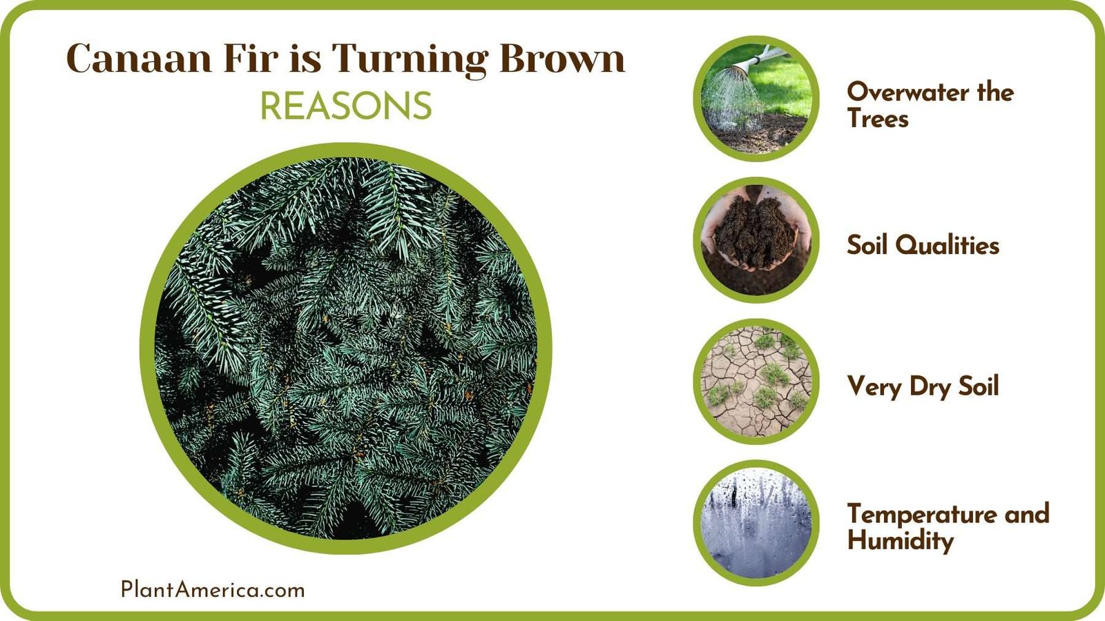 Cause of Brown Canaan Fir PlantAmerica