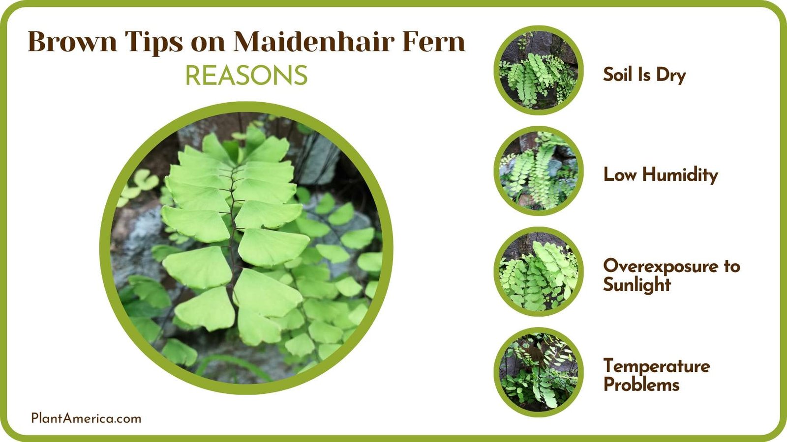 Cause of Brown Tips on Maidenhair Plant America