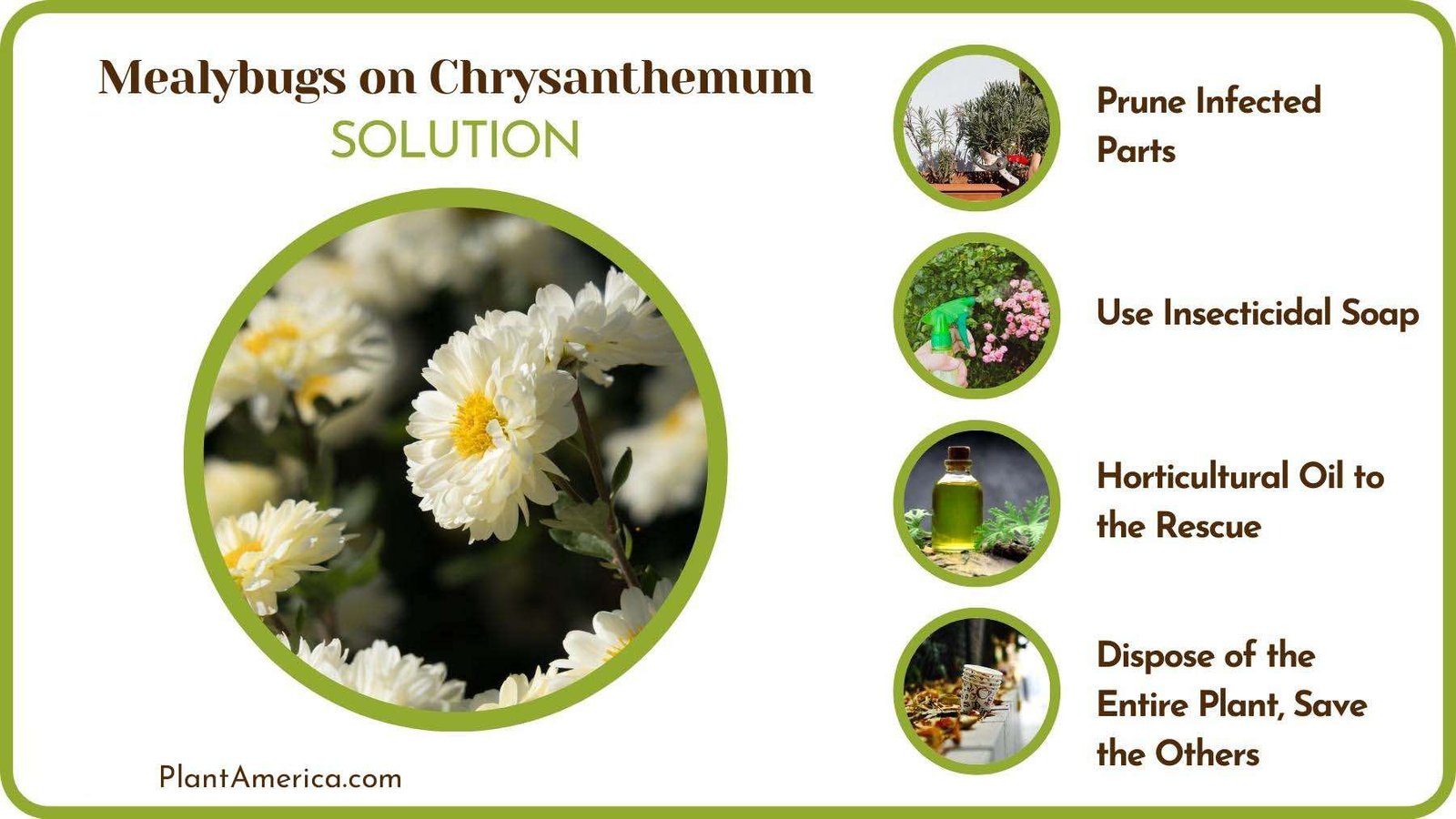Cause of Mealybugs on Chrysanthemum PlantAmerica Cause of Mealybugs on Chrysanthemum PlantAmerica
