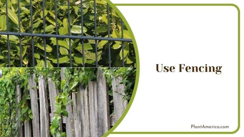 Causes Aphids to Infest Plants Plant America