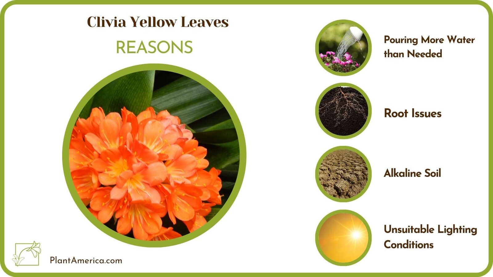 Causes For Clivia Yellow Leaves Plant America