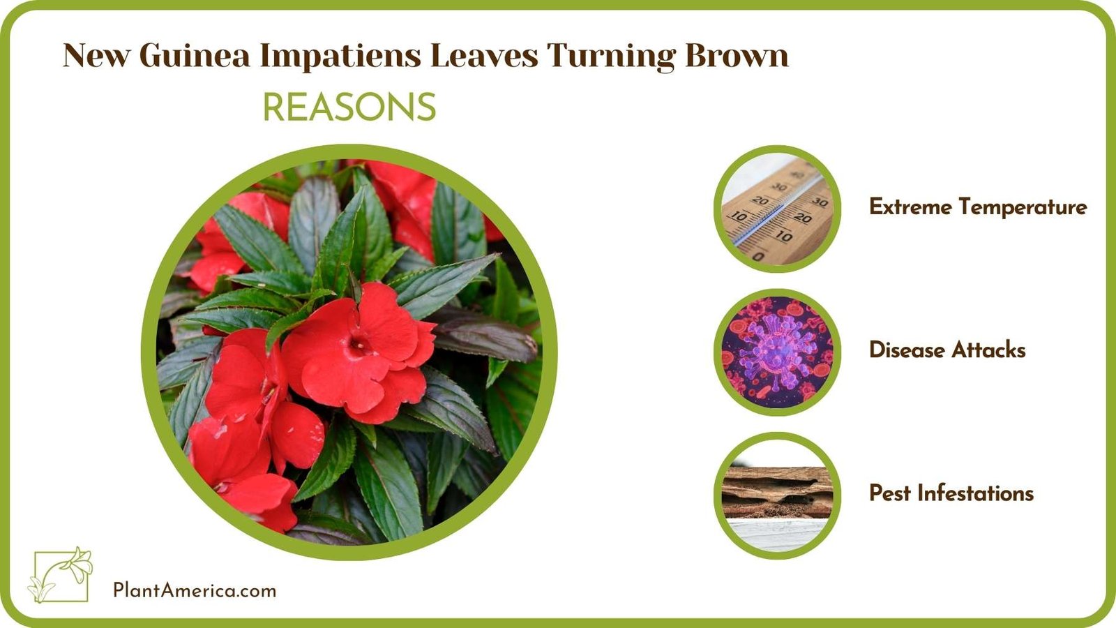 Causes For New Guinea Impatiens Leaves Turning Brown Plant America