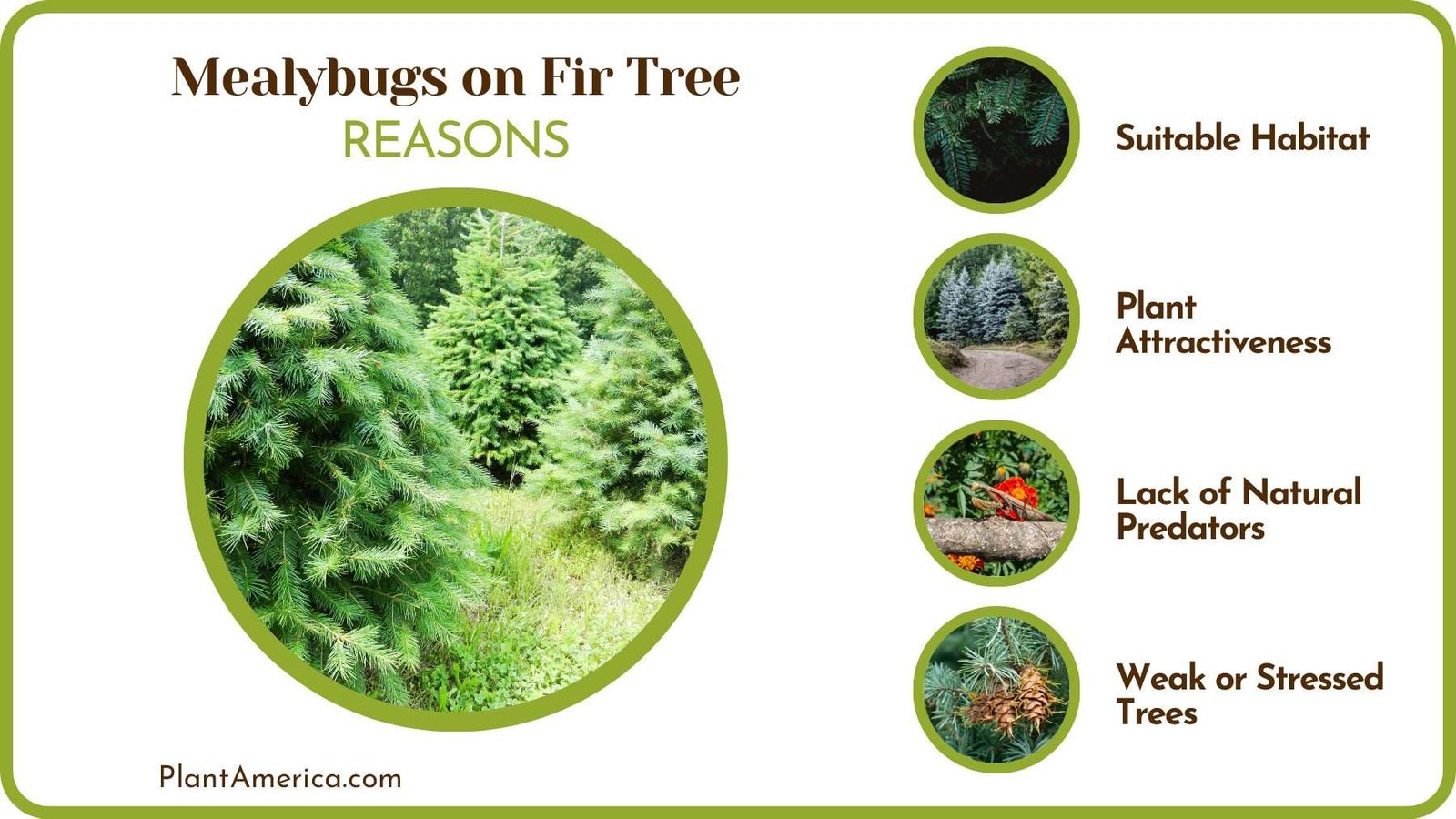 Causes Mealybugs on Fir PlantAmerica