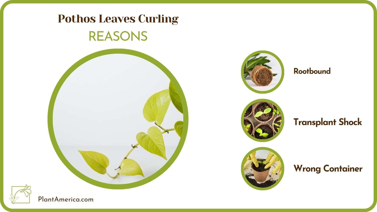Causes Of Pothos Leaves Curling Plant America