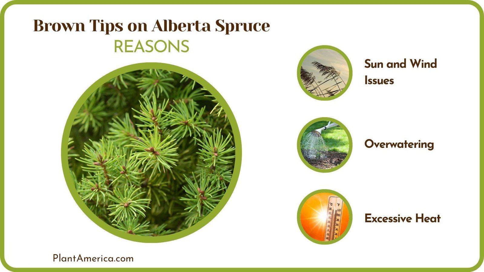 Causes of Brown Tips on Alberta Spruce Plant America