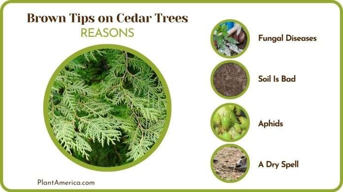 Brown Tips on Cedar Trees: Why It Happens and How to Solve - Plant America