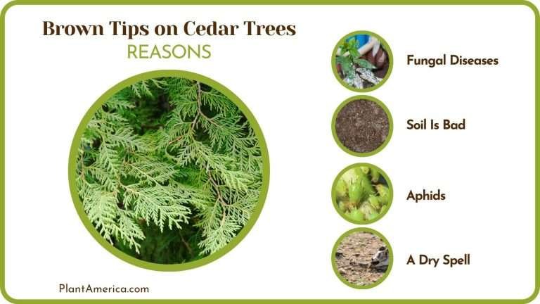 Brown Tips on Cedar Trees: Why It Happens and How to Solve - Plant America