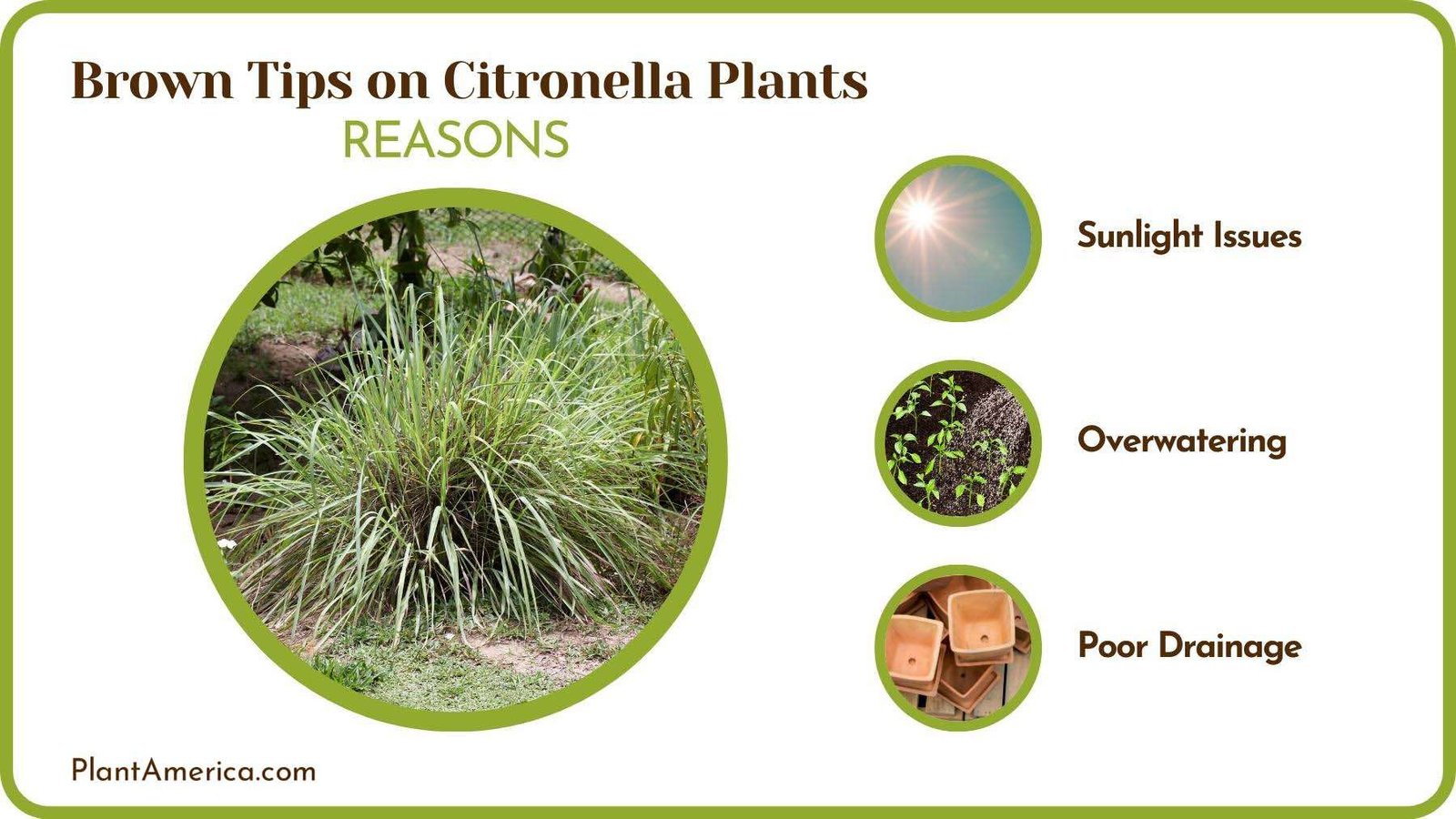 Causes of Brown Tips on Citronella Plants Plant America