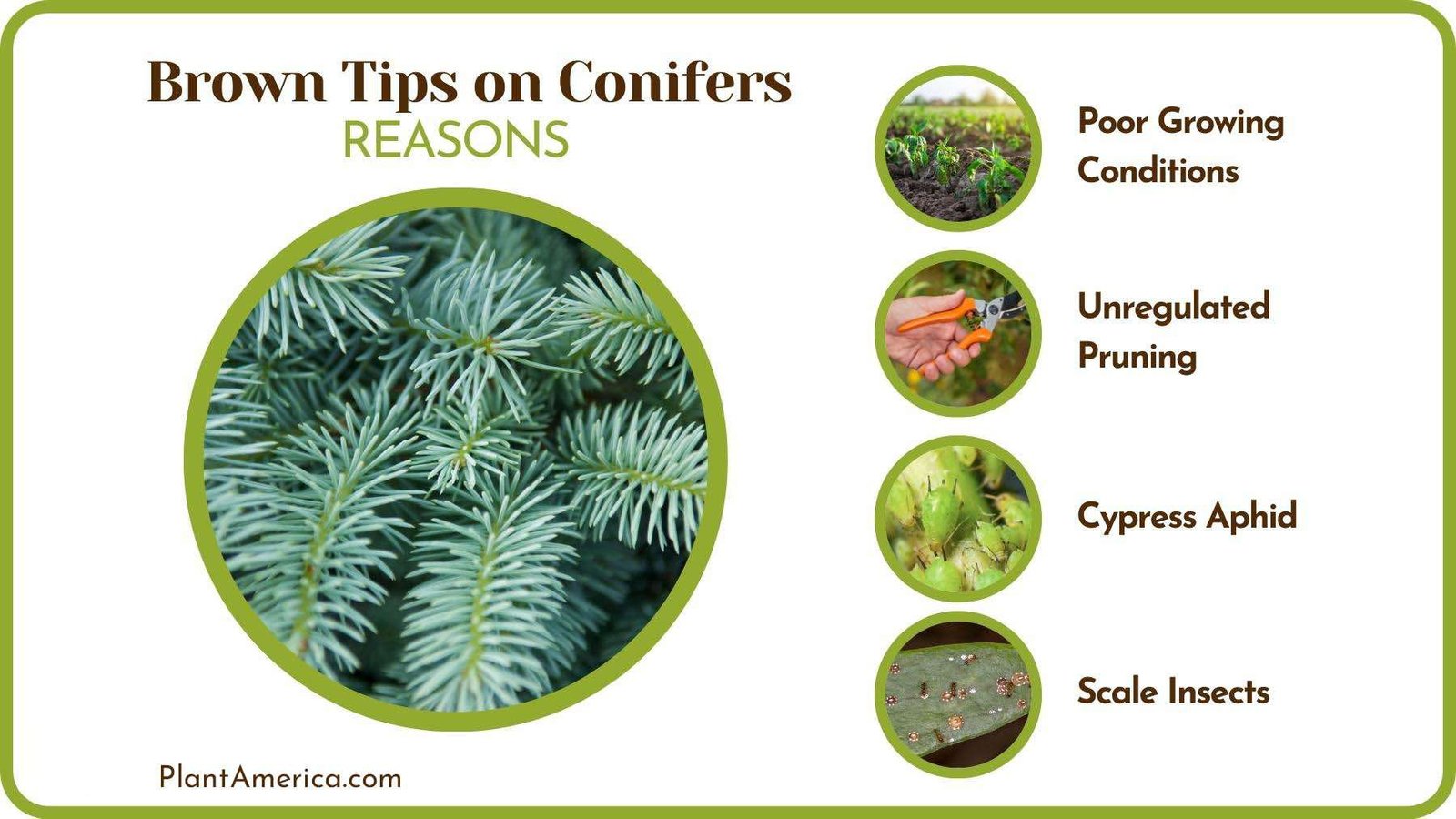 Causes of Brown Tips on Conifers PlantAmerica