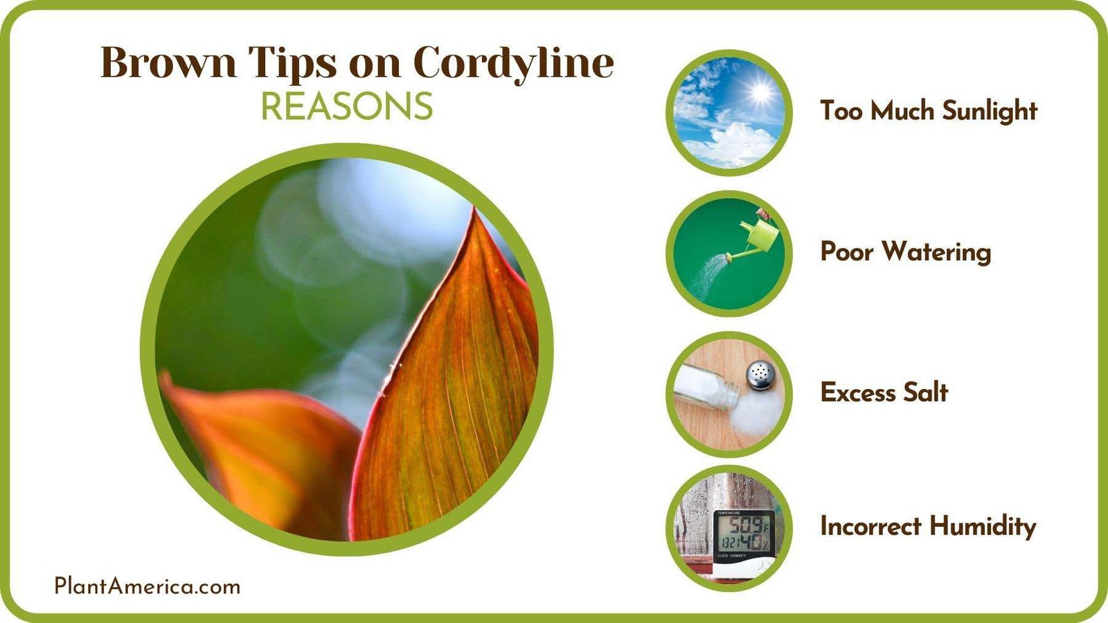 Causes of Brown Tips on Cordyline Plant America