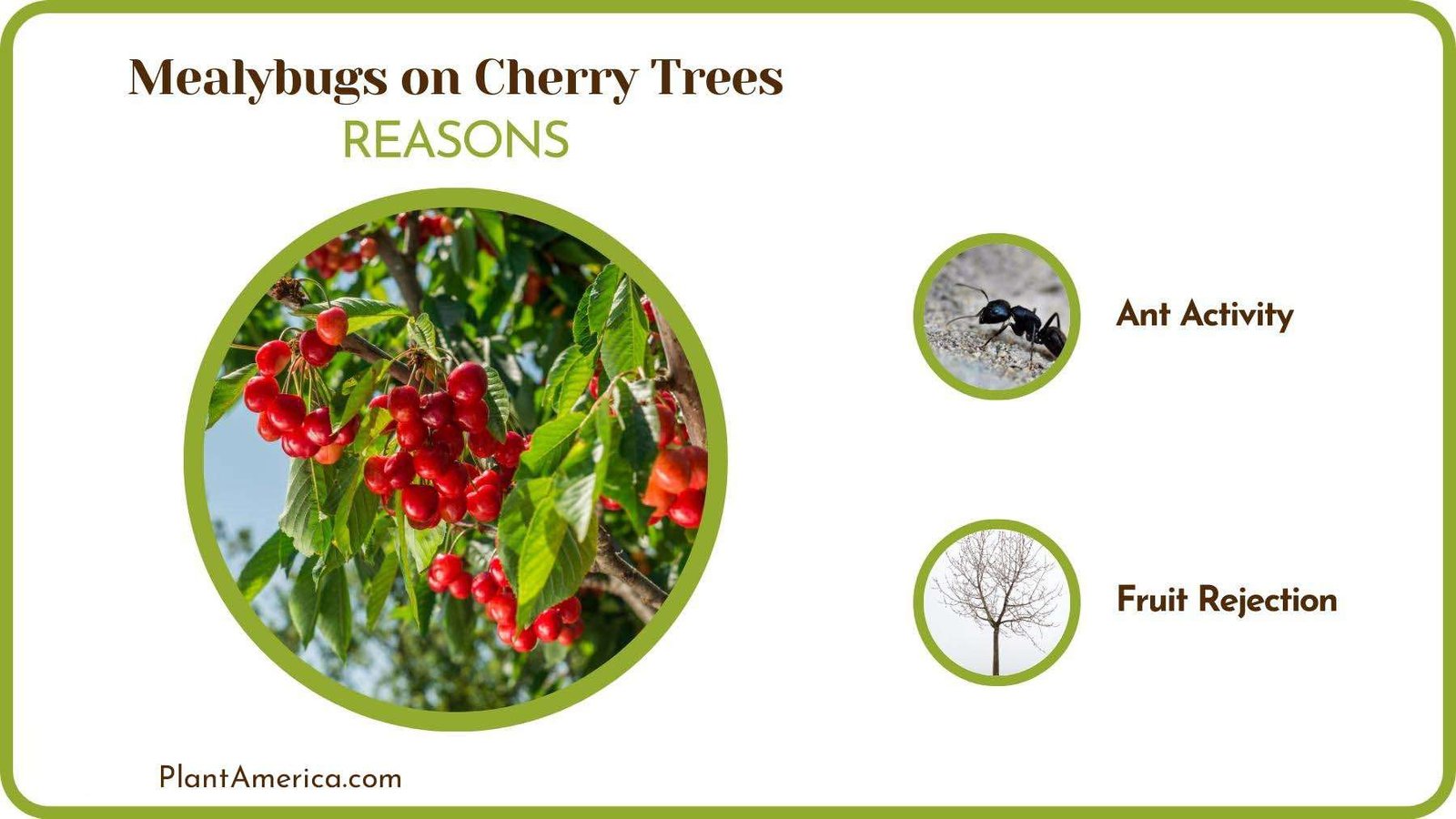 Causes of Mealybugs on Cherry Trees PlantAmerica