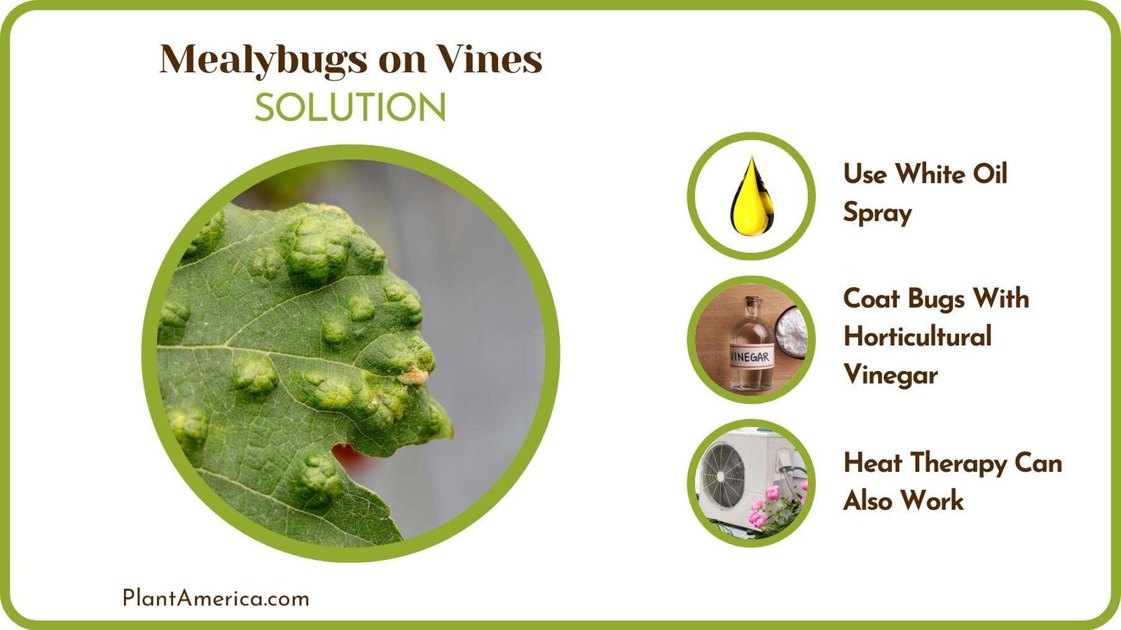 Causes of Mealybugs on Vines PlantAmerica