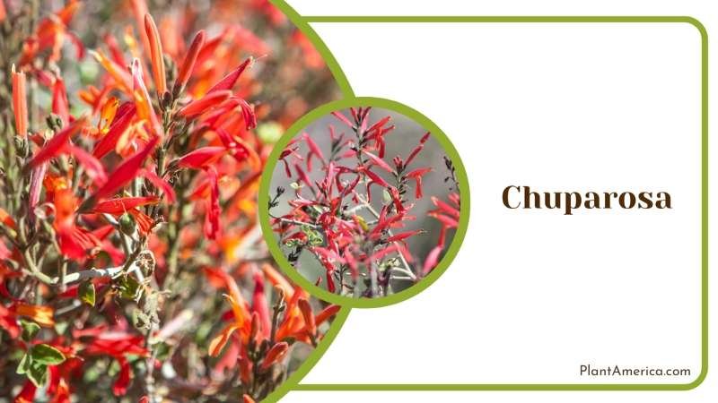 Charming Chuparosa Plant America