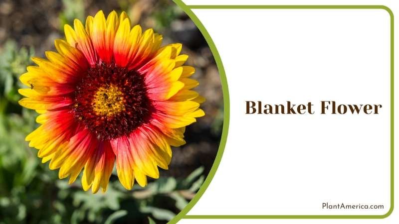 Cheerful Blanket Flower Plant America