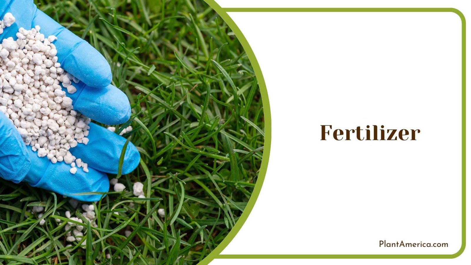 Chemical Fertilizer in Hand Of a Farmer Plant America Chemical Fertilizer in Hand Of a Farmer Plant America