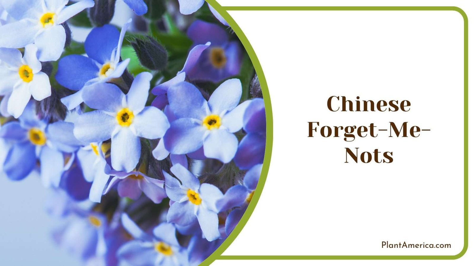 Chinese Forget Me Nots Flower Plant America Chinese Forget Me Nots Flower Plant America